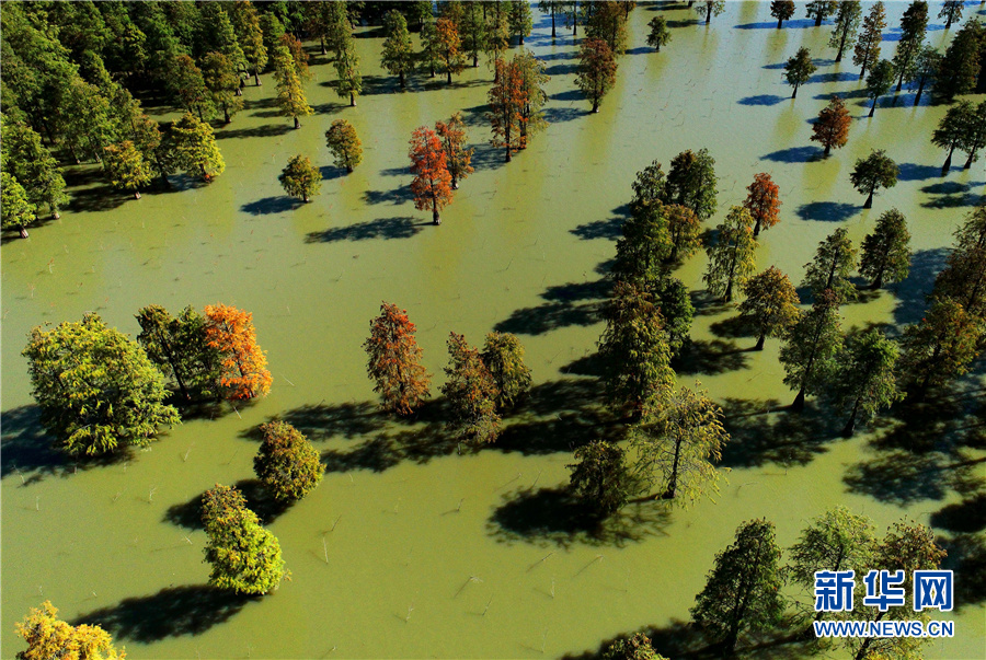 “水中森林”别样美