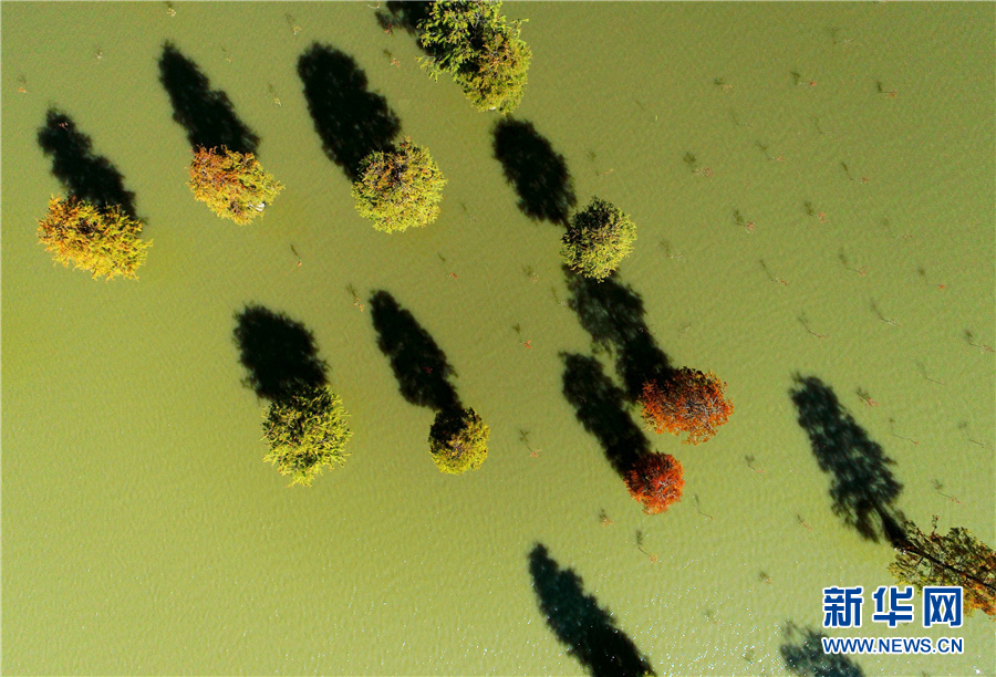 “水中森林”别样美