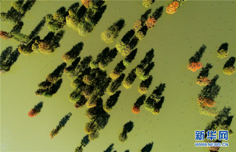 “水中森林”别样美