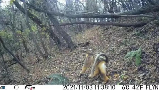 （轉載）川金絲猴首次現身西安太平峪西山國有林區