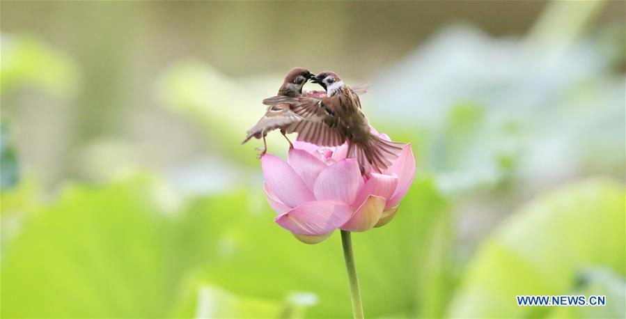 Sparrows seen over lotus flower at Zizhuyuan Park in Beijing