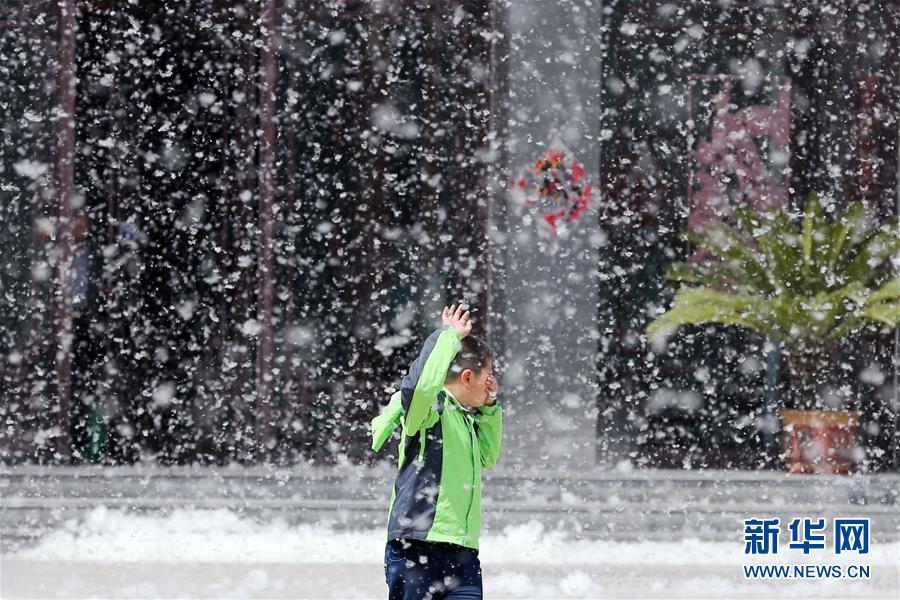 楊絮紛飛 四月“飄雪”