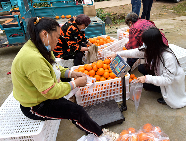 成都双流：30万斤爱媛橙熟了 爱心市民携手助橘农找销路_fororder_微信图片_20211112105425