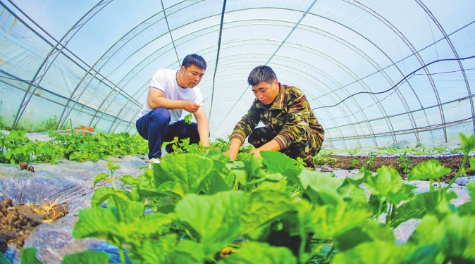 李富强股份制种地出“钱景”