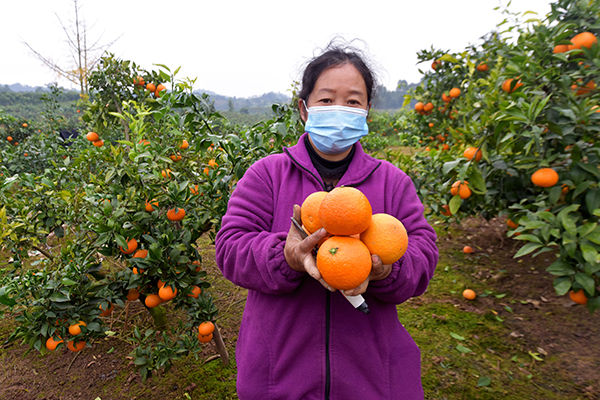 成都双流：30万斤爱媛橙熟了 爱心市民携手助橘农找销路_fororder_微信图片_20211112105428