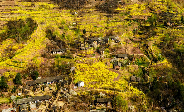 河南卢氏：千山染金如画屏 万亩连翘助脱贫_fororder_CqgNOlyRsauAMM-IAAAAAAAAAAA213.900x446_副本