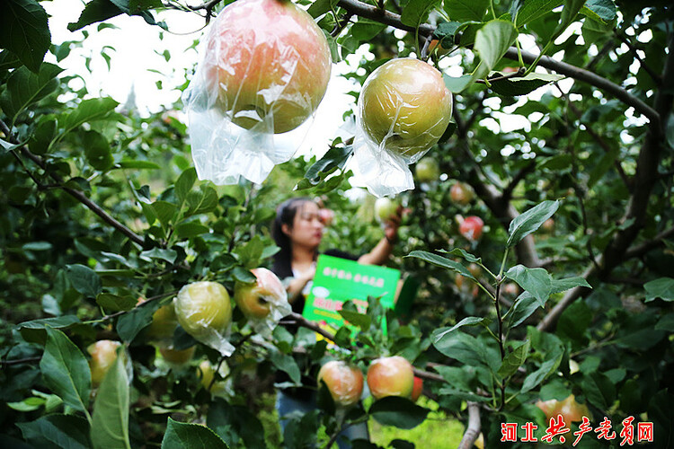 遷安市金秋蘋果收穫忙