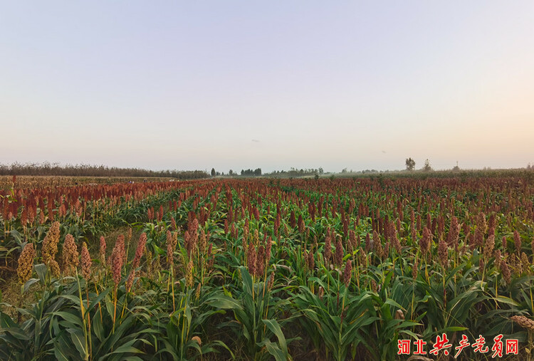 河北迁安：红高粱种出“红日子”