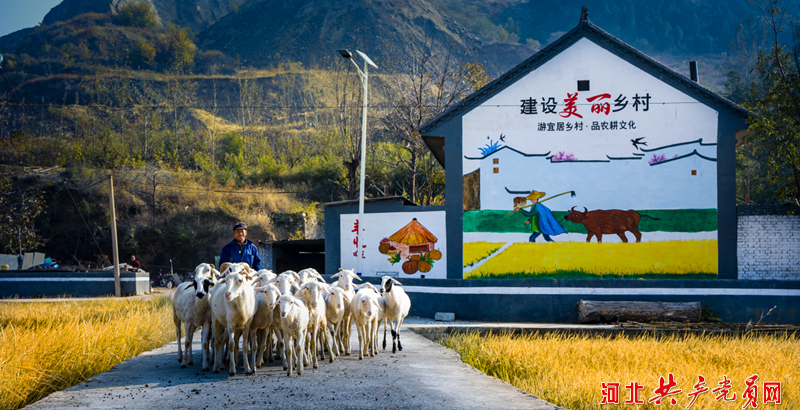 遷安樓子山村：稻穀飄香美如畫