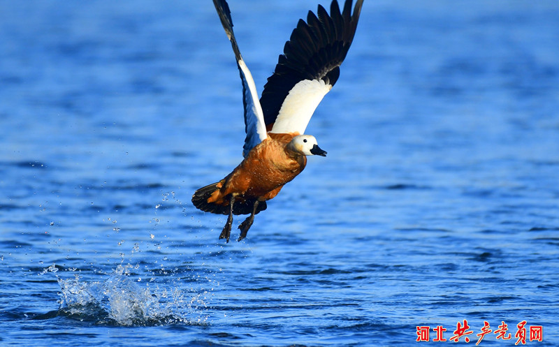 河北迁安：赤麻鸭翔集水城舞翩跹