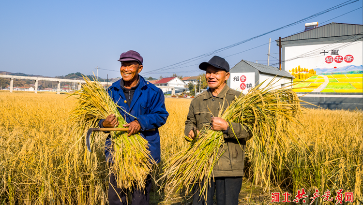 遷安樓子山村:稻穀飄香美如畫