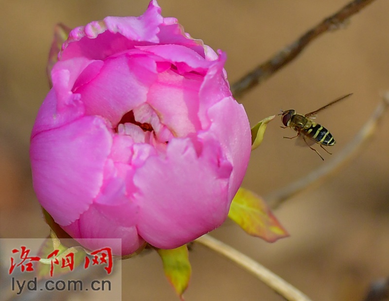 牡丹冬日傲寒开