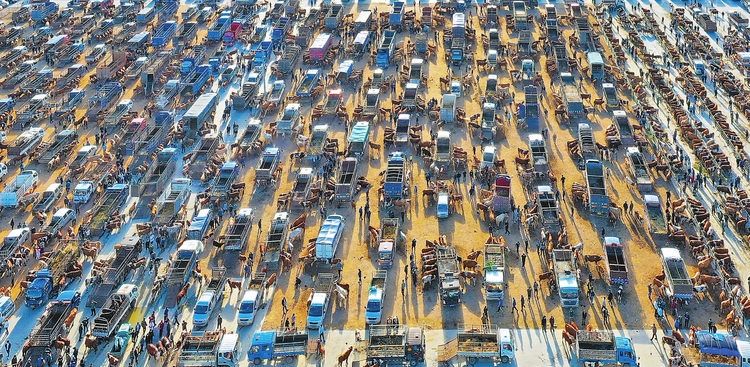 舒兰市全力推动肉牛产业健康快速发展