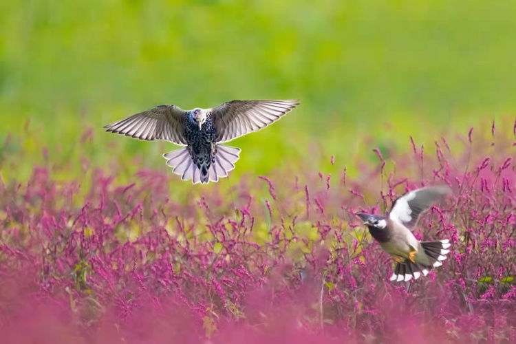 揚州高郵湖：生態好環境 越冬候鳥來
