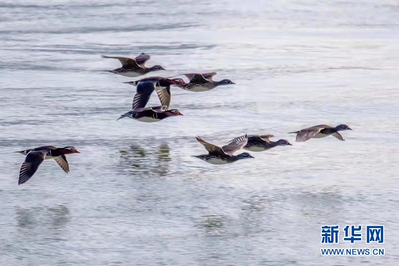 湖北宜昌：水闊江豚躍 鴛鴦比翼飛