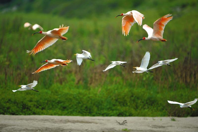 寻鹮记——朱鹮再发现纪实