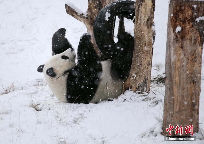 Panda dake wasa a kan kankara_fororder_33