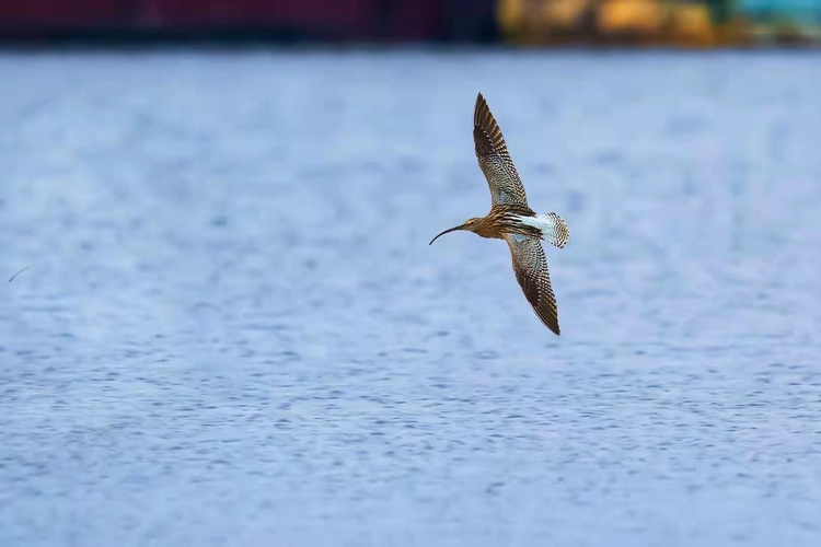 扬州高邮湖：生态好环境 越冬候鸟来
