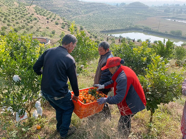 德阳罗江：做强做优现代农业产业 绘就更美更富乡村图景_fororder_mmexport1636947567753