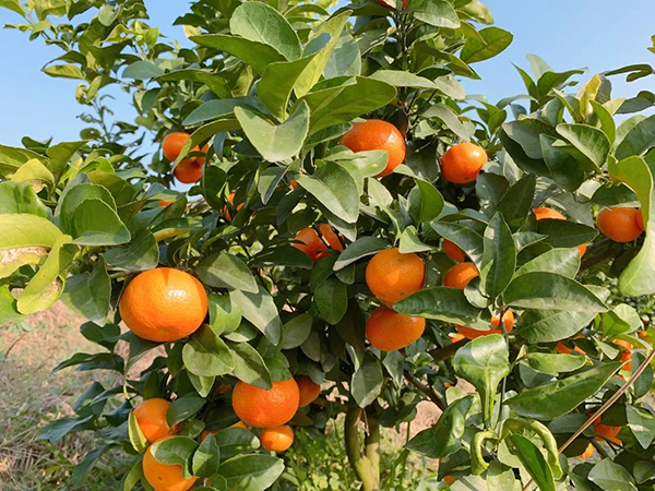 德阳罗江：做强做优现代农业产业 绘就更美更富乡村图景_fororder_mmexport1636947564894