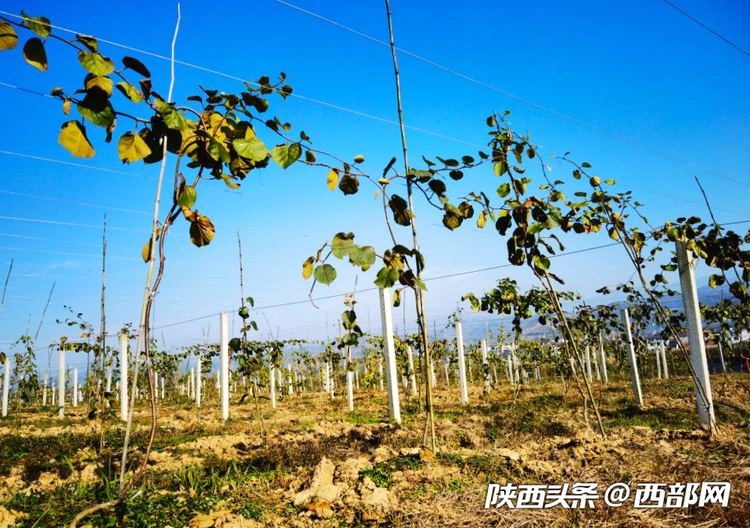 （转载）汉阴：富硒猕猴桃发展进入快车道 有望建成区域水果储藏加工集散交易中心