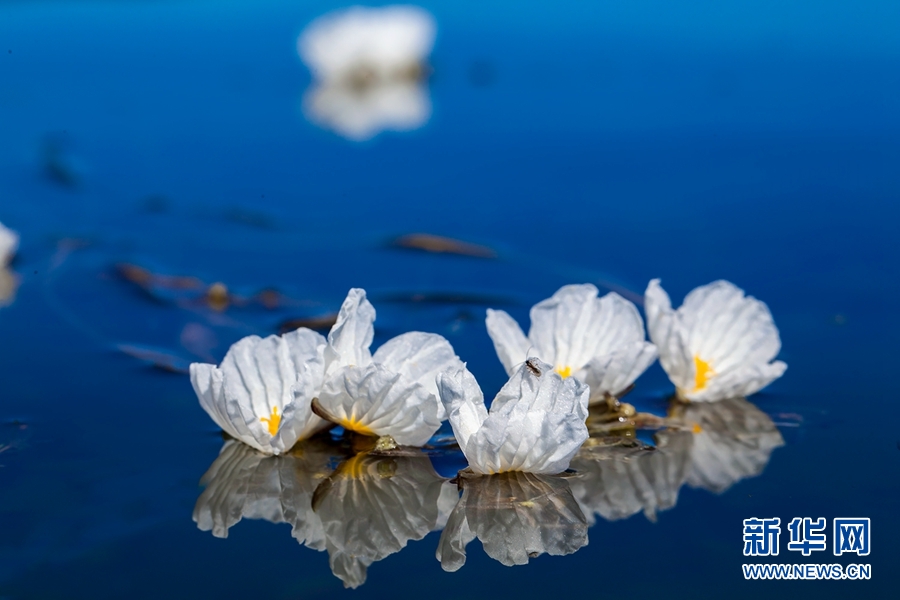 白玉缀蓝池 泸沽湖海菜花盛放