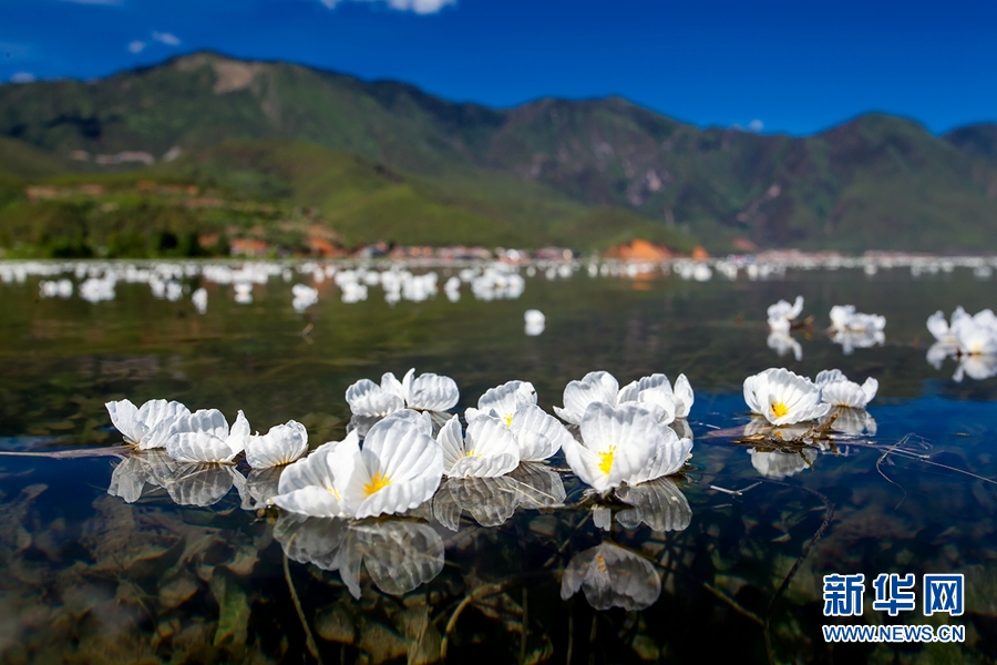 白玉缀蓝池 泸沽湖海菜花盛放