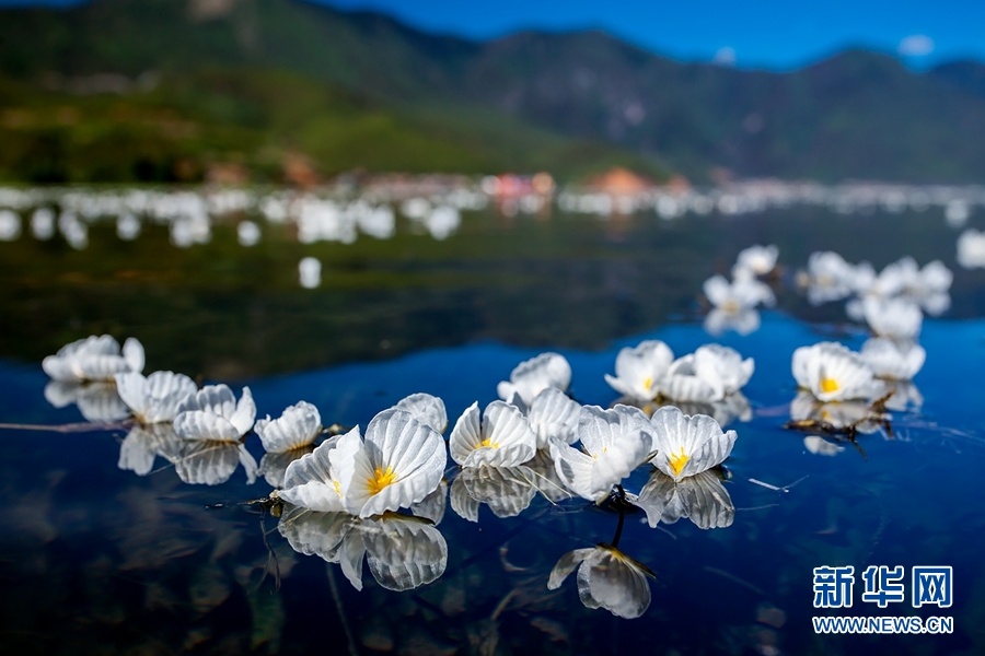 白玉缀蓝池 泸沽湖海菜花盛放