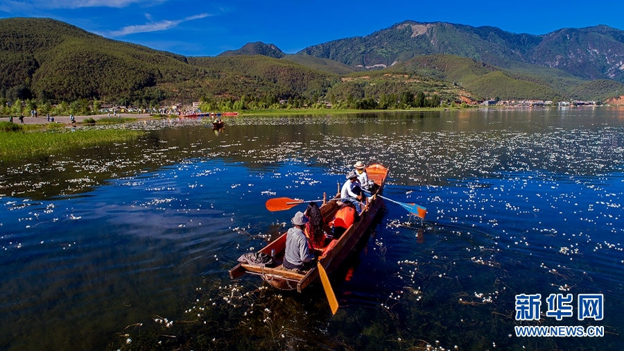 白玉缀蓝池 泸沽湖海菜花盛放