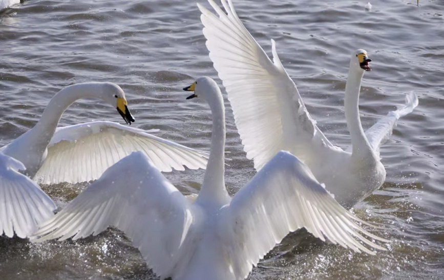 三門峽黃河濕地：天鵝翩翩 如約而至