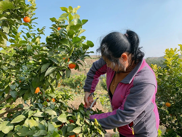 德阳罗江：做强做优现代农业产业 绘就更美更富乡村图景_fororder_mmexport1636947561985