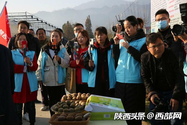 （轉載）漢陰：富硒獼猴桃發展進入快車道 有望建成區域水果儲藏加工集散交易中心