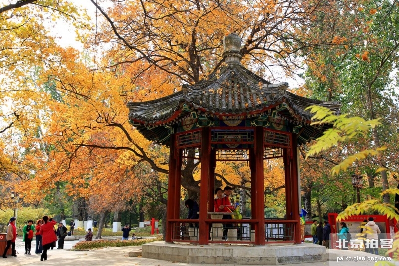 北京地坛公园：天冷也冻不走晚秋的美
