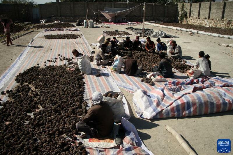 Girbin 'ya'yan itacen pine a kasar Afghanistan_fororder_1128063264_16368908237301n