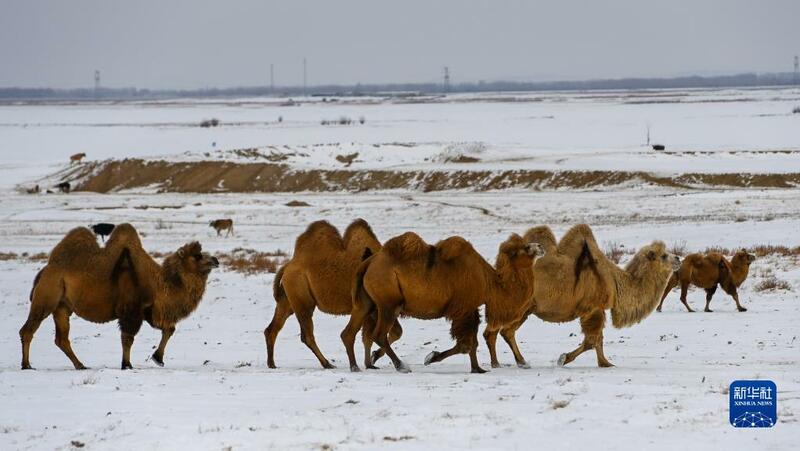 Sana'ar kiwon rakuma a Xinjiang_fororder_1