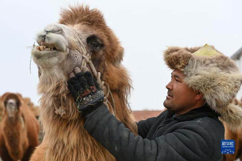 Sana'ar kiwon rakuma a Xinjiang_fororder_2
