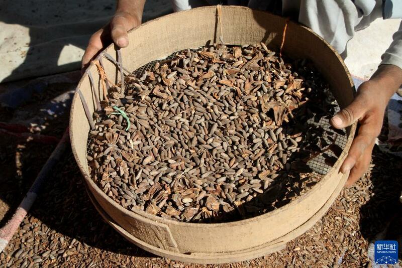 Girbin 'ya'yan itacen pine a kasar Afghanistan_fororder_1128063264_16368908238061n