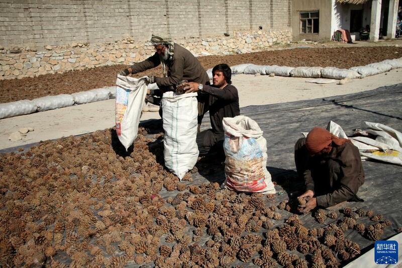 Girbin 'ya'yan itacen pine a kasar Afghanistan_fororder_1128063264_16368908236901n