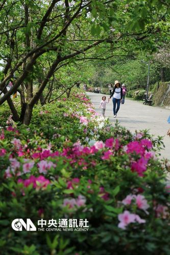 春天遲到 台北市杜鵑花終於開了