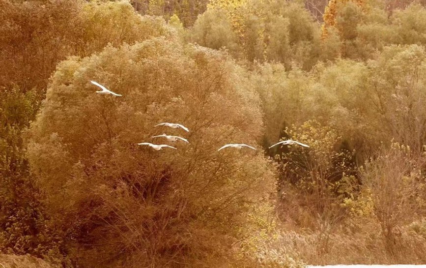 三門峽黃河濕地：天鵝翩翩 如約而至