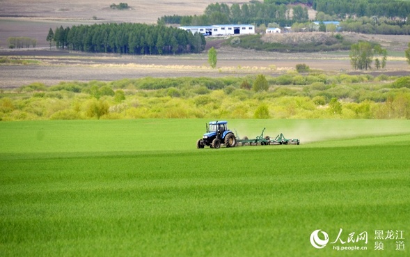 【组图】黑龙江垦区完成4330万亩粮食作物春播生产