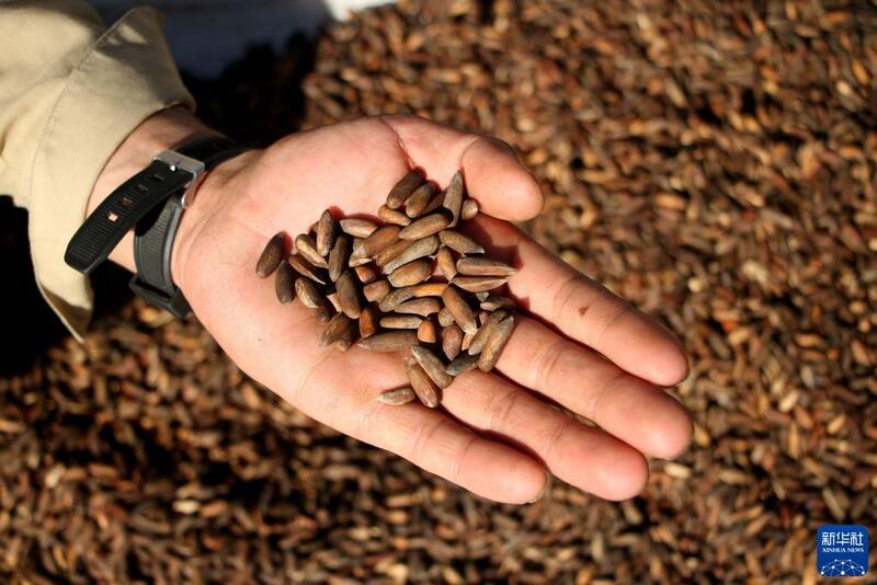 Girbin 'ya'yan itacen pine a kasar Afghanistan_fororder_1128063264_16368908236161n