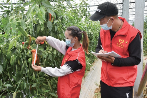 貴州清鎮市大力推進農業與現代科技相融合—— 創新驅動蔬菜産業提檔升級