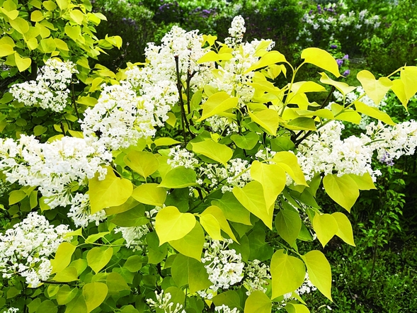 冰城或将新增40余种特色丁香