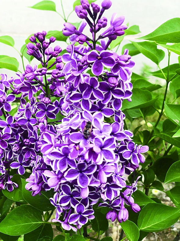 冰城或将新增40余种特色丁香