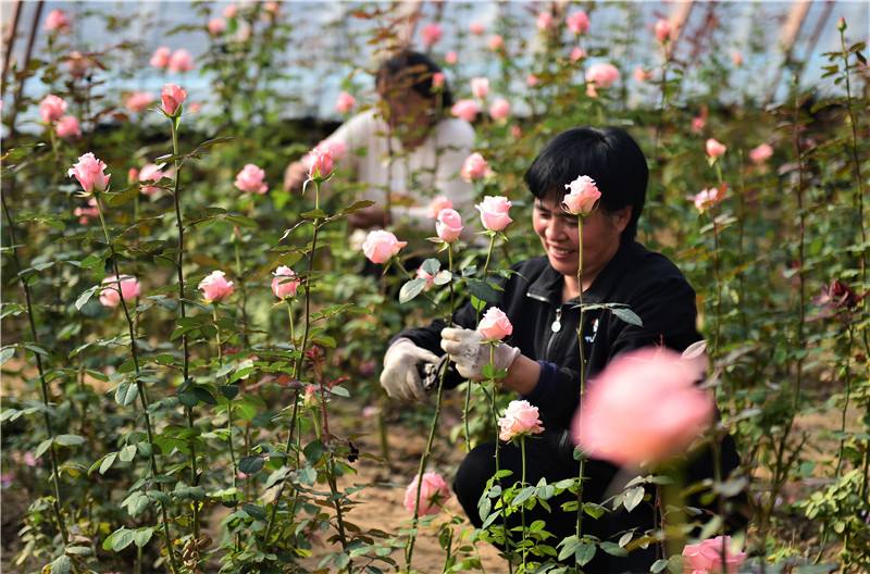 河北献县：冬日大棚鲜花开