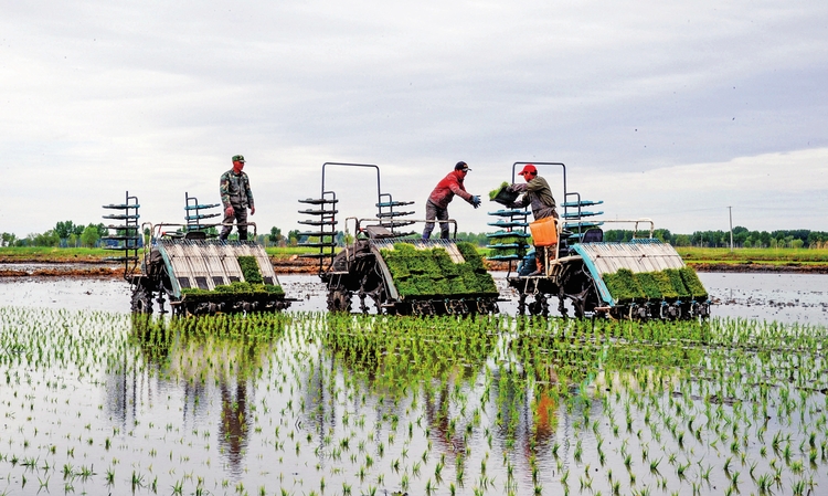 白城鎮賚：國家水稻重點研發計劃順利實施