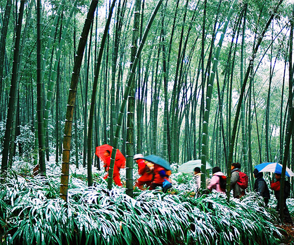 宜宾蜀南竹海全力创建国家级旅游度假区_fororder_游客观光和采摘体验-供图-宜宾市“两海”示范区管委会