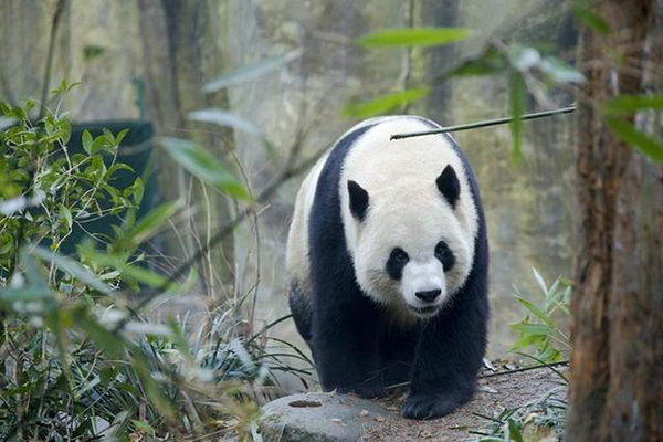 쓰촨청두: 역사문화 유명도시에서 세계적인 문화유명도시로_fororder_20211117-chengdu-4