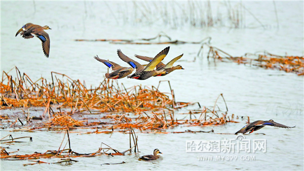 大群野鸭扎堆太阳岛 专家：南迁途中暂时休憩
